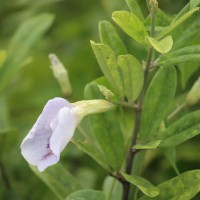 <i>Clitoria laurifolia</i>  Poir.